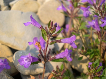 labiata - Acinos alpinus